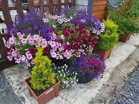 Flowers next to the cabin